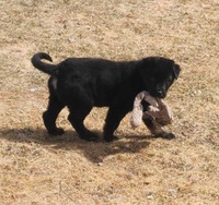 Female Rottweiler / Alabai Pup