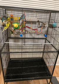 8 Budgies + Large Cage (READ AD FIRST PLS)