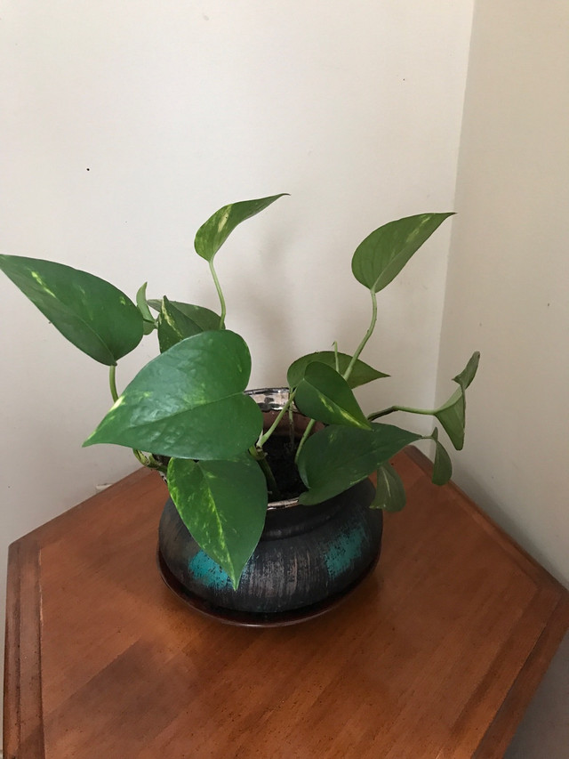 Golden pothos in a beautiful ceramic pot with saucer in Plants, Fertilizer & Soil in Guelph - Image 2