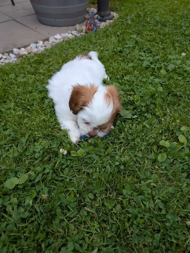 Beautiful Shih Tzu Puppies SOLD in Dogs & Puppies for Rehoming in Kitchener / Waterloo - Image 7