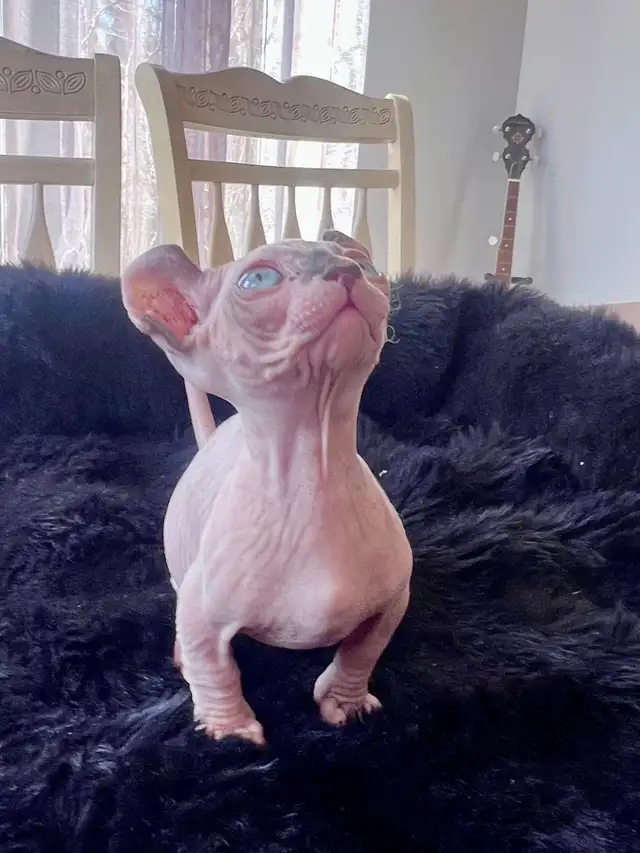 SPHYNX dwelf in Cats & Kittens for Rehoming in Longueuil / South Shore - Image 4