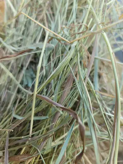 Small square hay bales for sale. Alfalfa, brome and Timothy. 2024 sheded.