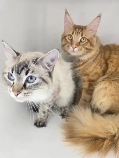 Purebreds Maine Coon X Royal Siberian hypoallergenic kittens!, View more