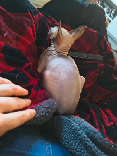 chat sphynx femel non stereliser , View more