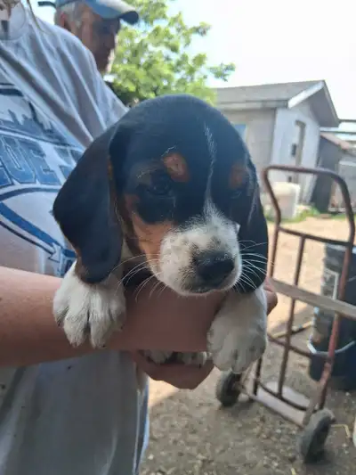 beagle puppies for sale, View more