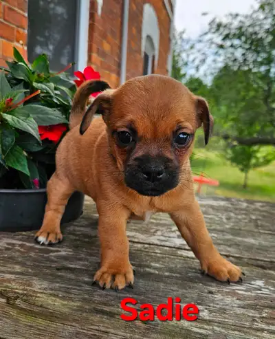 Jack Russel / Pug puppy, View more