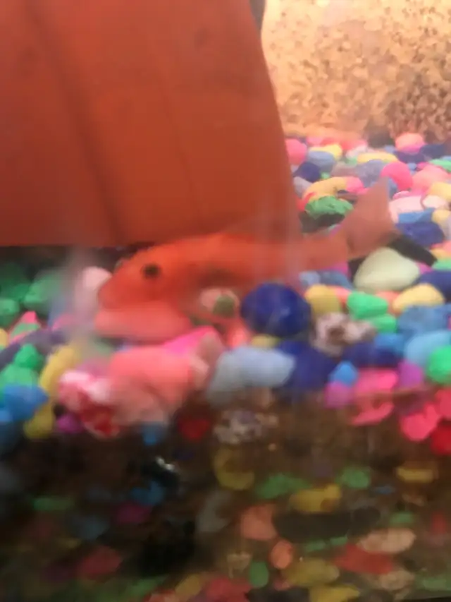 Red Bristle Nose Plecos in Fish for Rehoming in Woodstock - Image 3