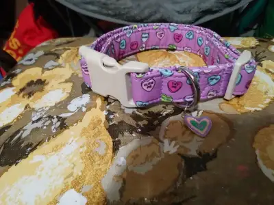 Collier pour chien neuf, View more