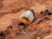 Cubaris Isopods for sale