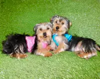 Tiny Toy morkie puppy available
