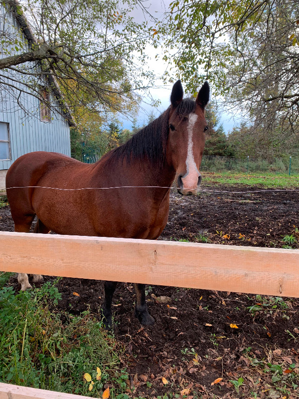 Offering On Property Lease in Horses & Ponies for Rehoming in Brockville
