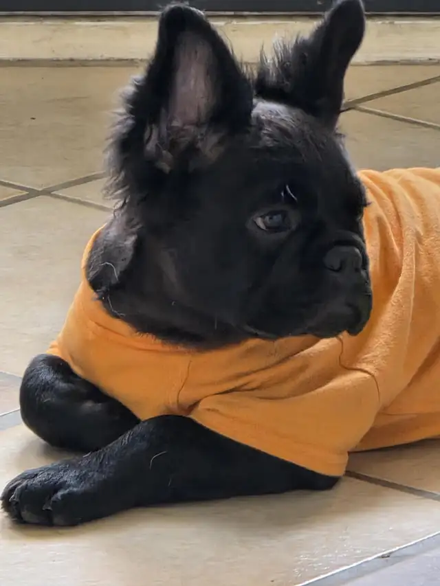 French Bulldog female puppy 2 year Health Guarantee in Dogs & Puppies for Rehoming in Ottawa - Image 4