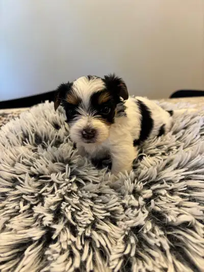 Morkie née le 5 et le 15 juin , disponible début Août., View more