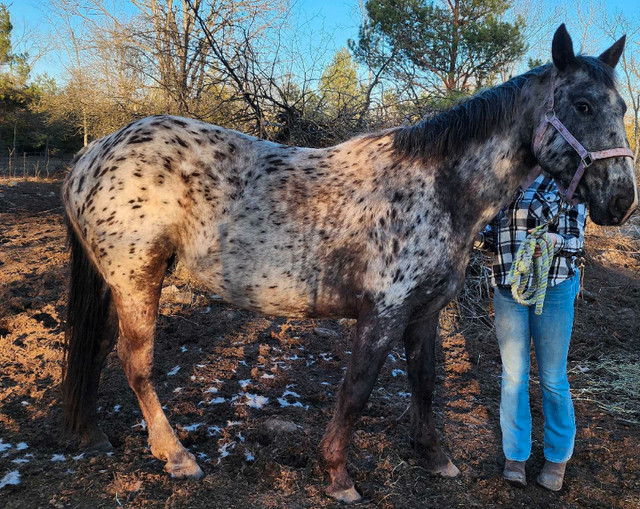 Grade appy mare in Horses & Ponies for Rehoming in Trenton