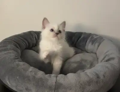 Beautiful purebred ragdoll kittens rehoming, View more