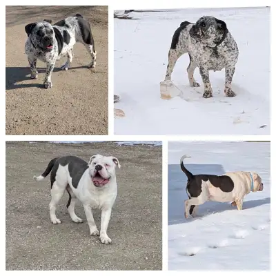 upcoming olde English bulldogge litters , View more