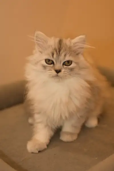 persian Chinchilla , View more