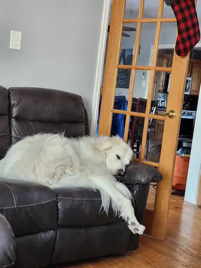 Looking for the Right Home –Great Pyrenees (Possibly Bonded Pair, View more