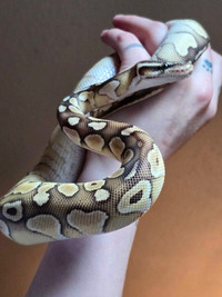 Pastel Butter Ball Python For Trade