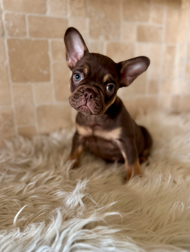 French bulldog puppy in Dogs & Puppies for Rehoming in Calgary