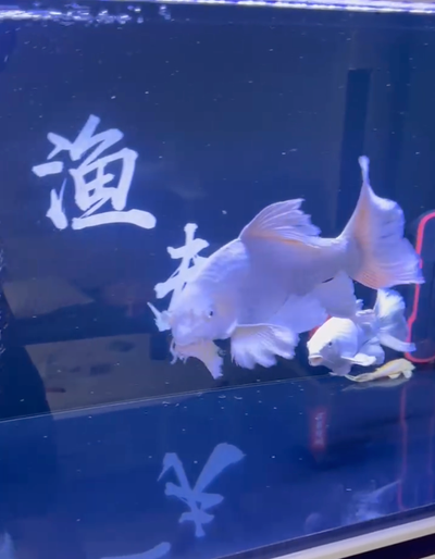 Platinum Butterfly Koi, View more