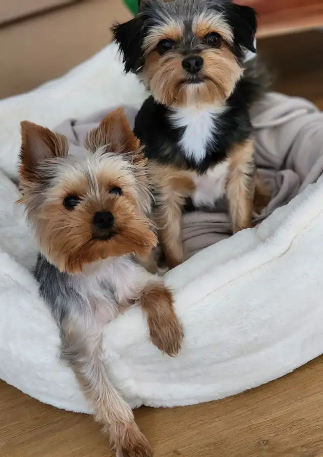 Loving Pair of Small Dogs Looking for a Caring Home in Dogs & Puppies for Rehoming in City of Toronto - Image 4