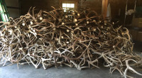 ISO ELK AND MOOSE SHED ANTLERS