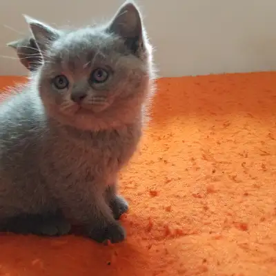 Pure Scottish straight blue kittens registered in CCA/AFC, View more