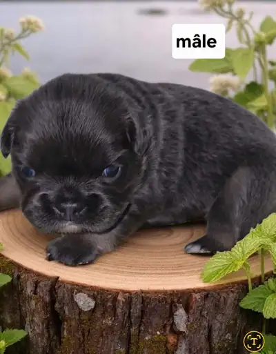 bouledogue français fluffy , View more