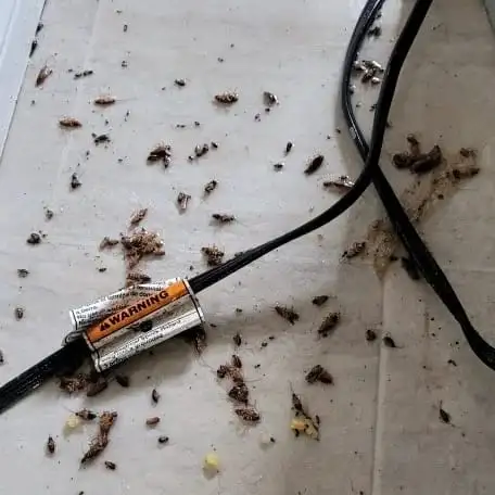 Pest control, Roaches, Mice, Raccoon, Pest contorl  647363751362863235326593122