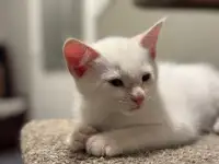 Flame Point Siamese Kitten
