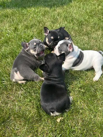 French Bulldog PUPPIES!!!, View more