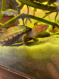 Red cheeked mud turtle