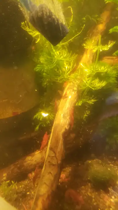 Cherry Shrimp and Wilds Available, View more