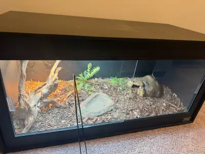 Ball Python - Male , View more