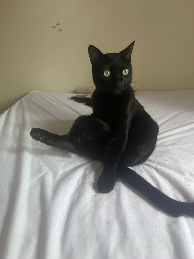 Rehome male in Cats & Kittens for Rehoming in Edmonton