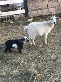 Mother and baby pygmy goats