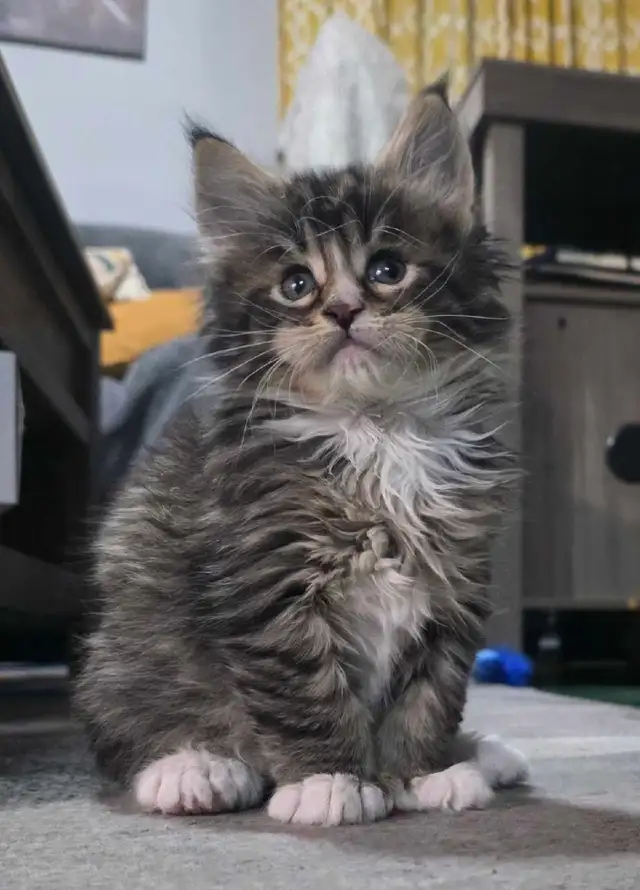 Maine Coon male 3 mois. Enregistré bleu tabby