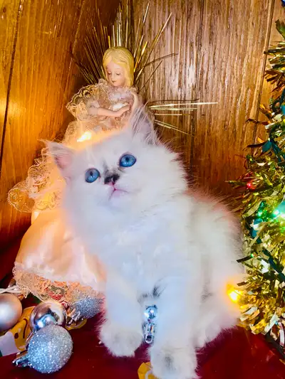Christmas Certified  Hypoallergenic Siberian kittens vaccinated, View more