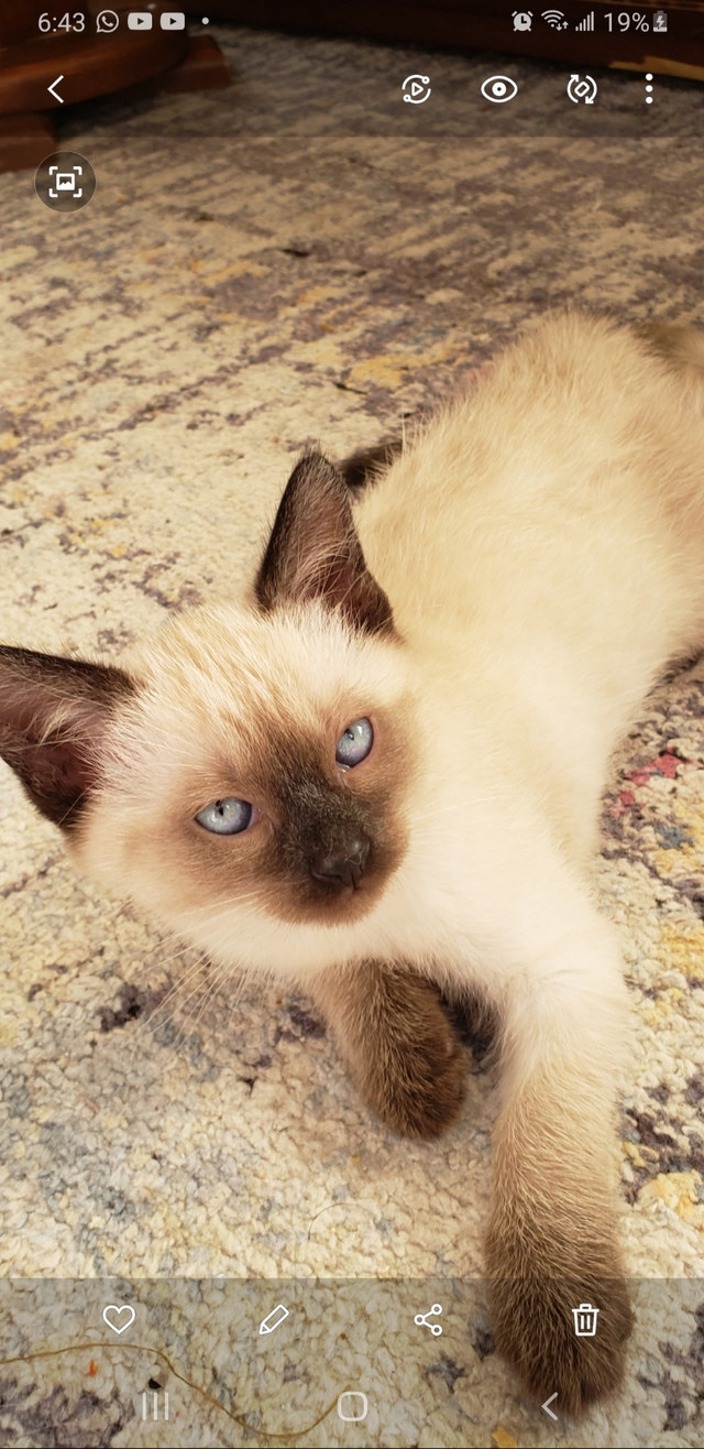 Siameses Kittens for sale in Cats & Kittens for Rehoming in City of Toronto - Image 4