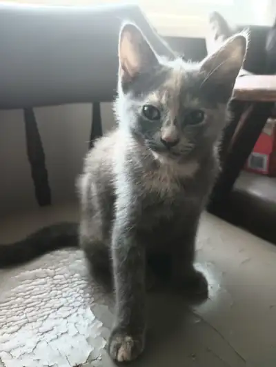 Diluted Tortoiseshell kitten, View more