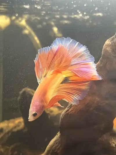 Looking for a large fish tank from 55-100 gallon, with no cracks and holds water, if includes a stan...