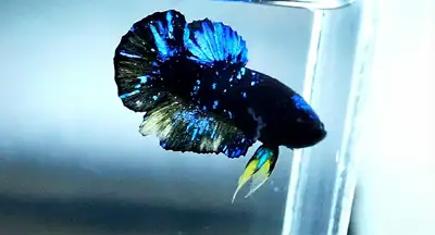 All bettas import from Thailand to Waterloo.You can check healty and quality of bettas by yourself ....