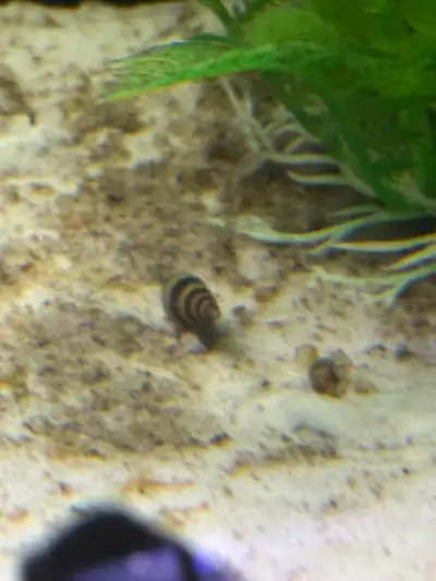 Breeding adult asaasain snails. Great for getting rid of pesky snail invasions and eating excess foo...