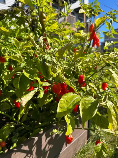 Fresh Ghost Peppers, View more