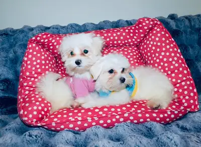 Tiny toy maltese puppies (647-332-8024), View more