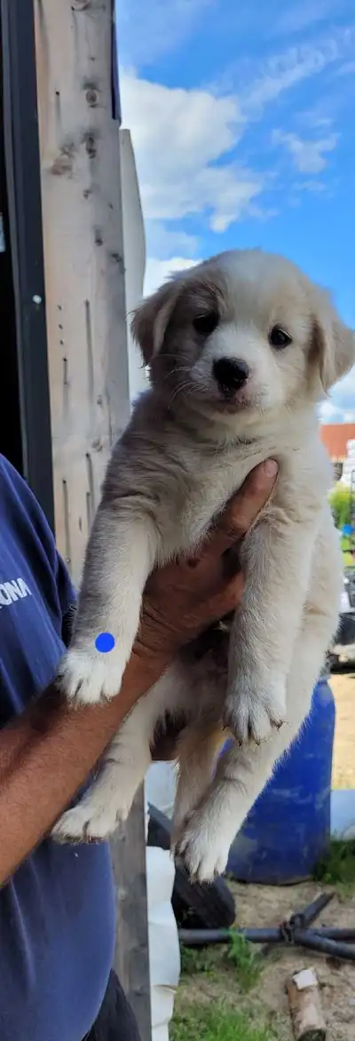 petit chiot adorable à adoter, View more