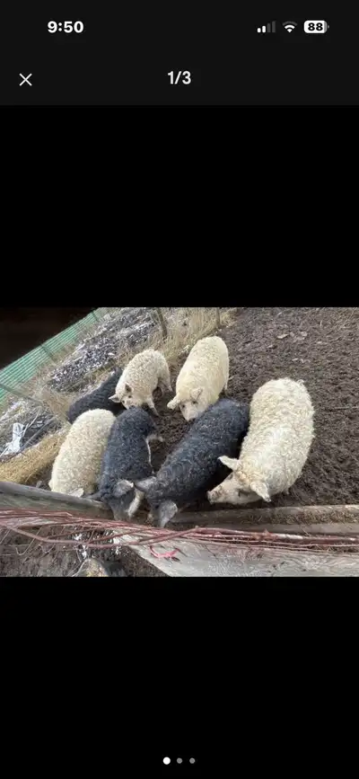Mangalitsa Mangalica heritage organically raised butcher pigs  , View more