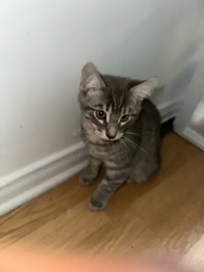 Chaton pour Adoption/Kitten for Adoption, View more