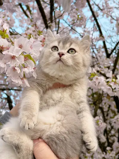 Looking for your purr-fect furry companion? Our TICA-certified cattery proudly offers adorable Briti...